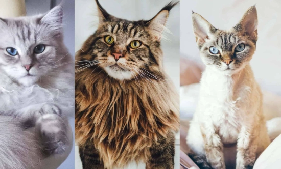 different kinds of cats