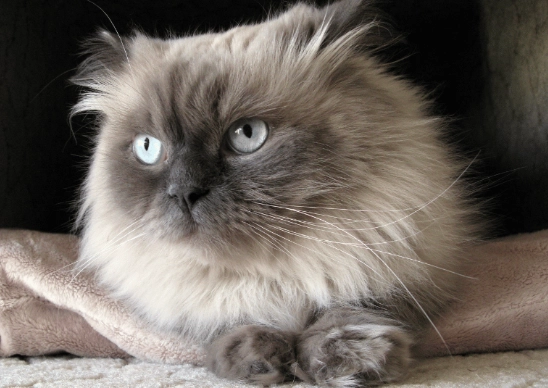 himalayan cat personality