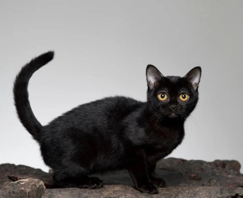 black Bombay cat care
