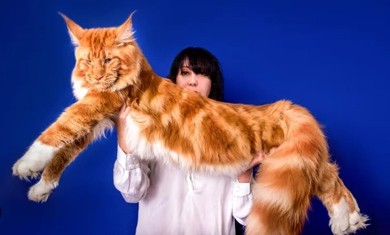 maine coon personality