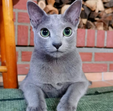 hypoallergenic cat hypoallergenic cat