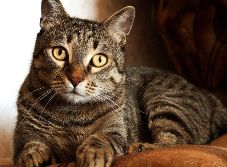 tabby cat colors tabby cat colors