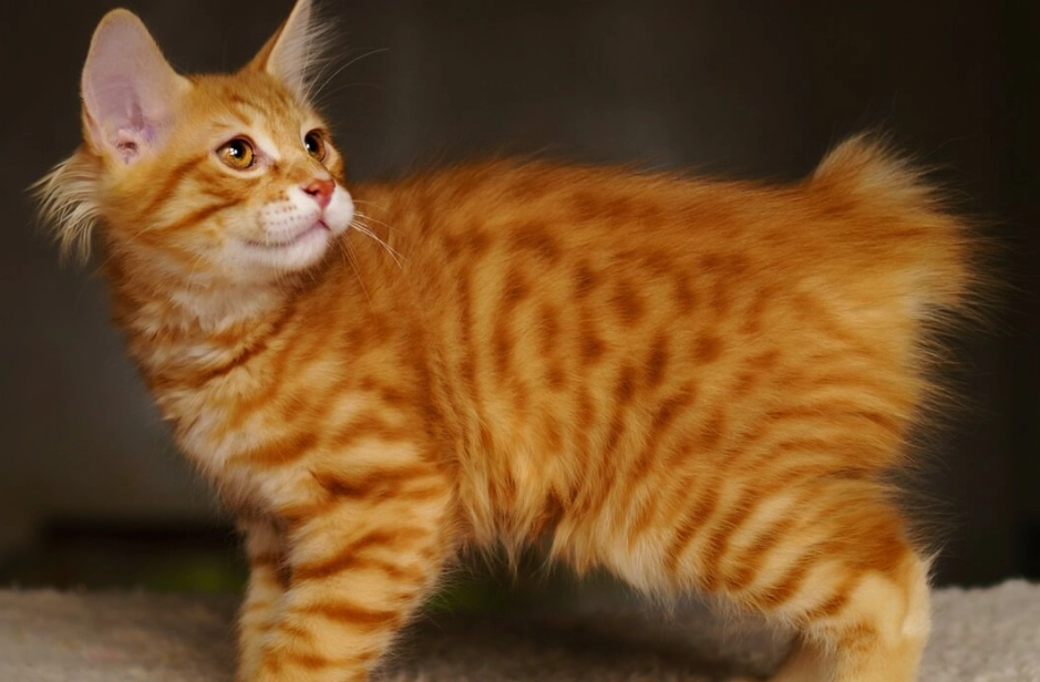 bobtail cat personality