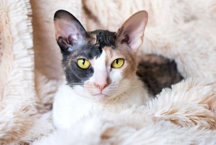 Cornish Rex care