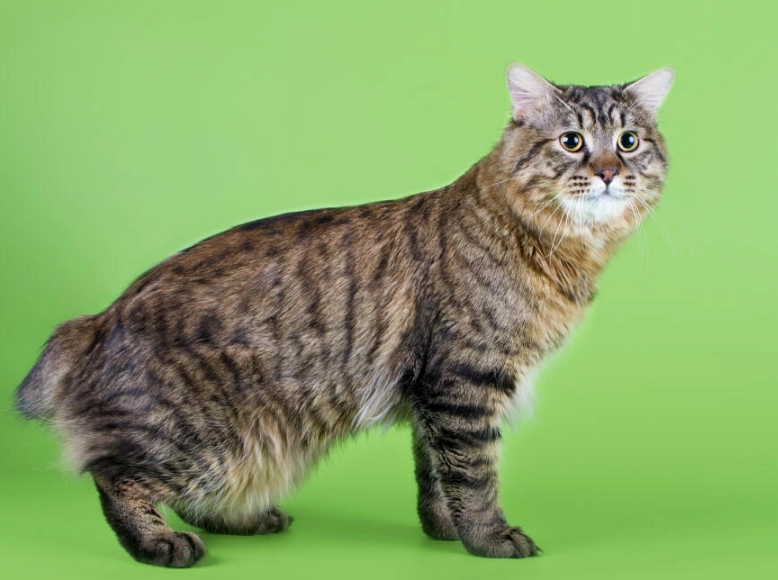 bobtail cat breed