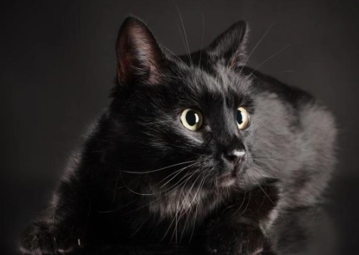 black cat superstition