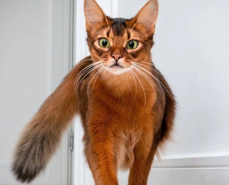 longhair Abyssinian longhair Abyssinian