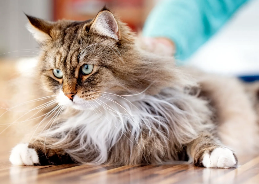 Siberian cat personality