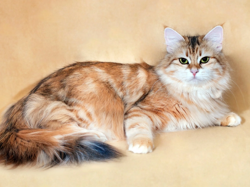 Siberian cat