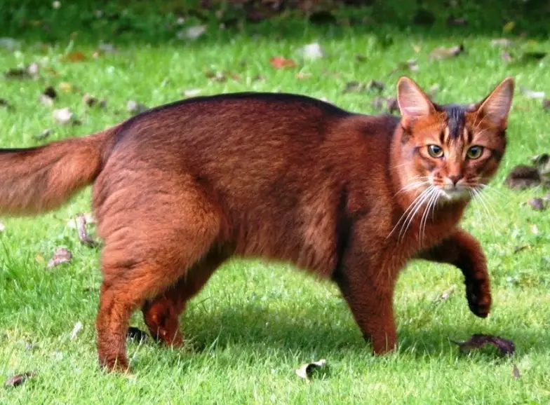 Somali cat care Somali cat care