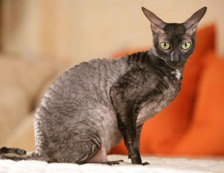 Cornish Rex cat breed