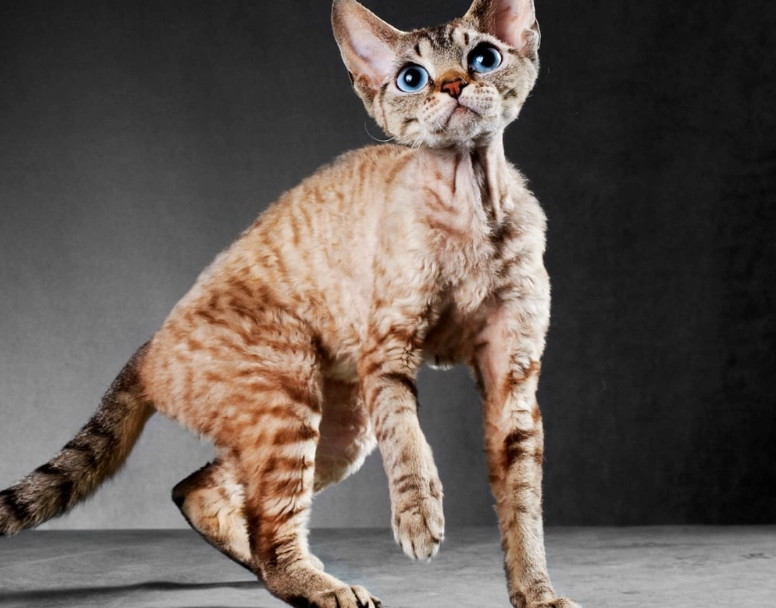 Cornish Rex personality