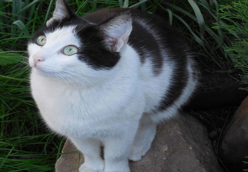 black and white cat care