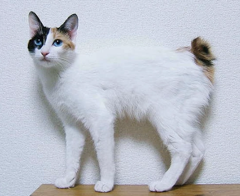 bobtail cat personality