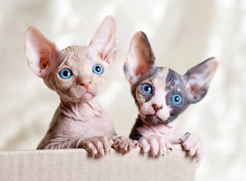 sphynx cat cats