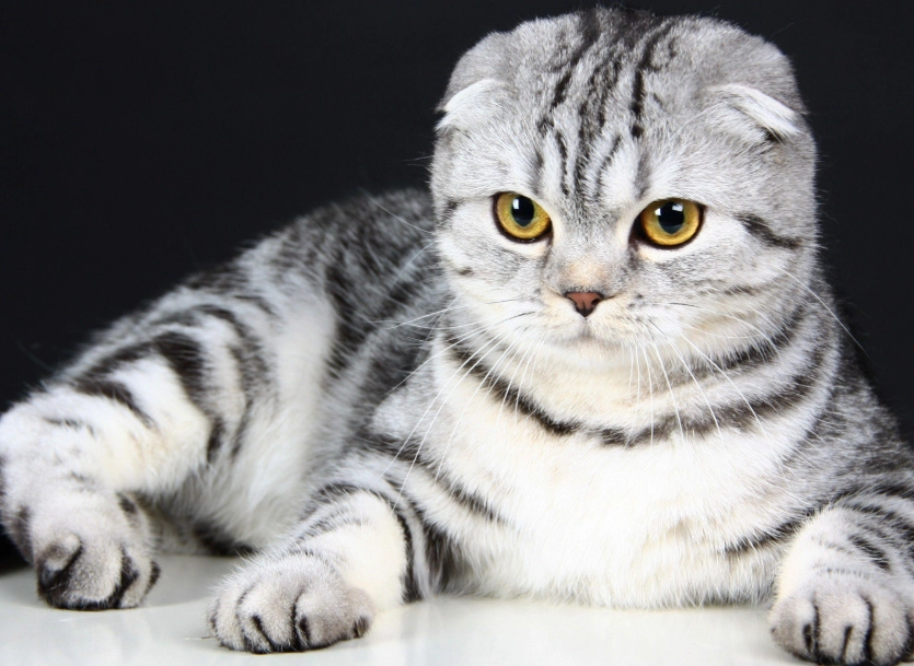 scottish fold cat health scottish fold cat health