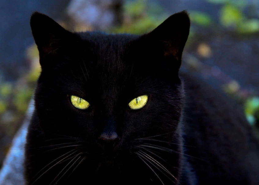 black cat care