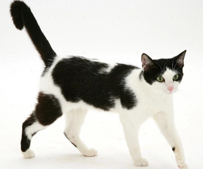 black and white cat breed
