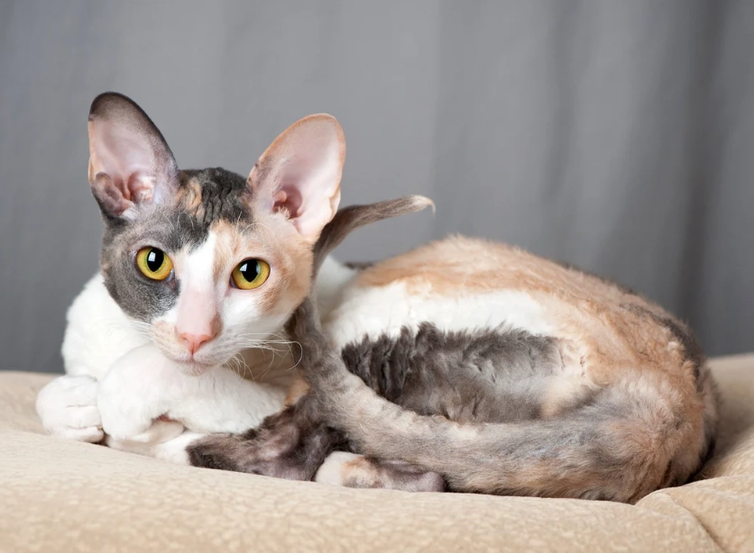 Cornish Rex care