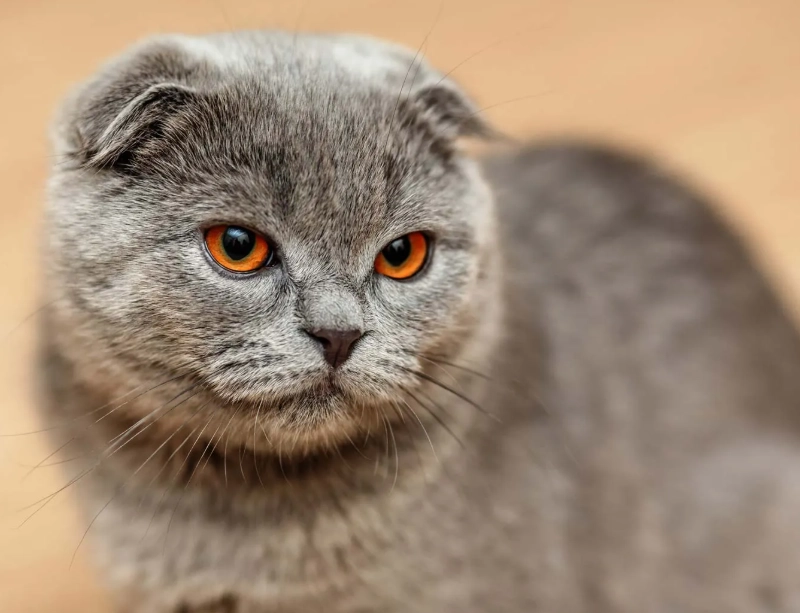scottish fold cat health scottish fold cat health