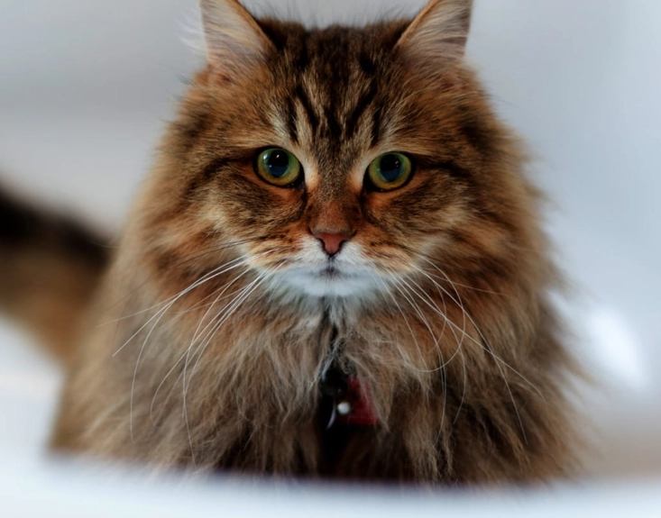 siberian cat cats