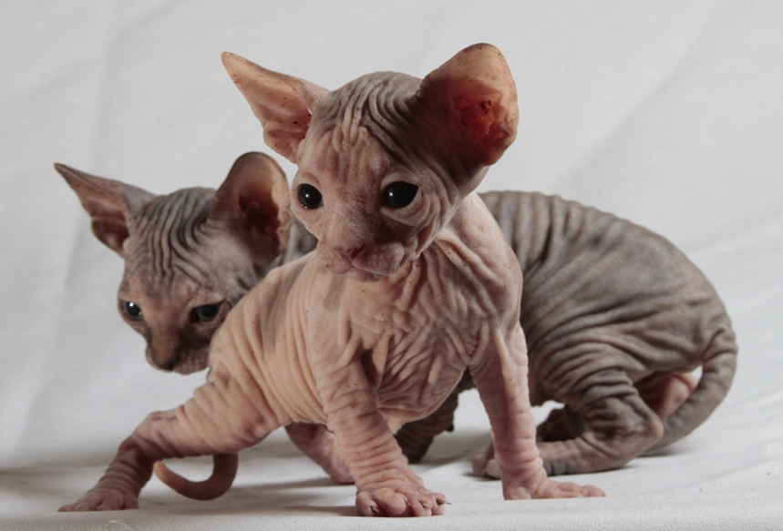 sphynx cat sphynx cat