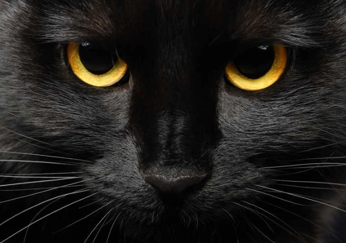 black cat breeds