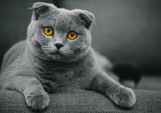 scottish fold cat