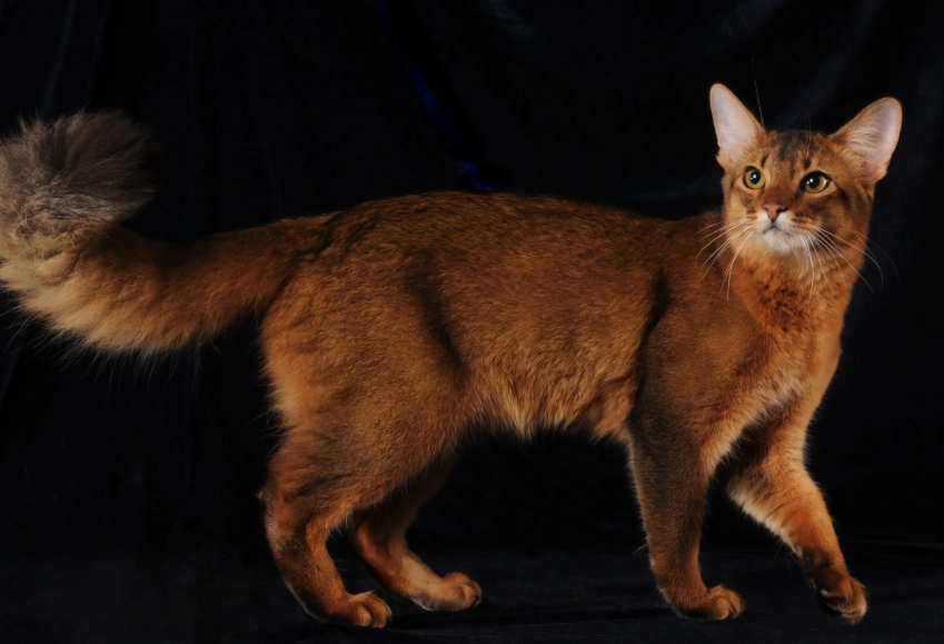 longhair Abyssinian longhair Abyssinian