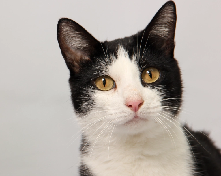 tuxedo cat personality