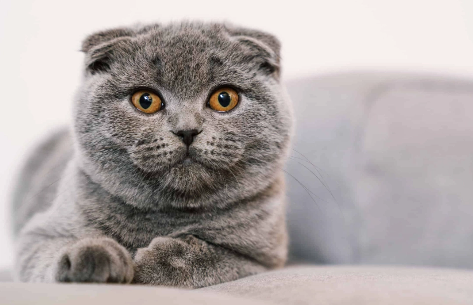 scottish fold cat personality scottish fold cat personality