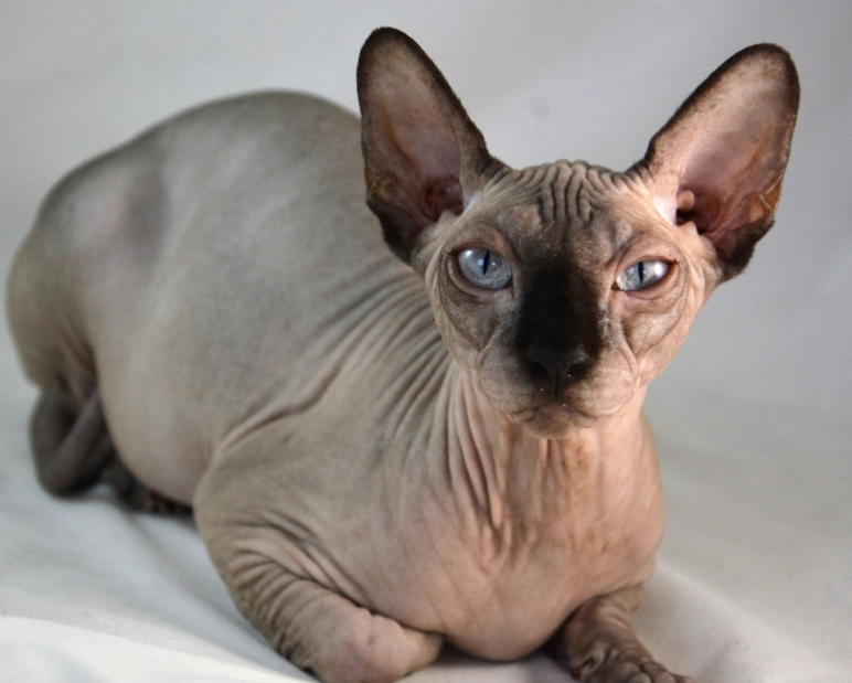 hairless cat breed hairless cat breed