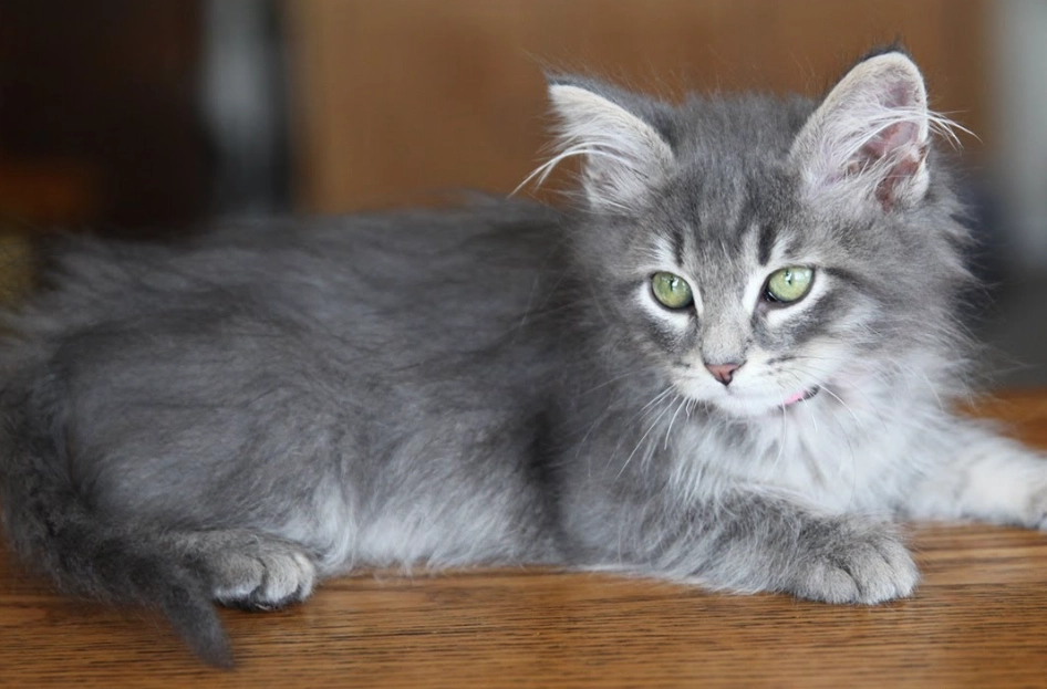 Siberian cat personality