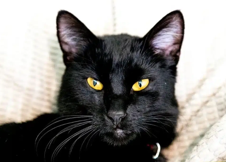 black cat breeds