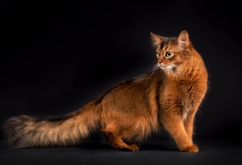 Somali cat care Somali cat care