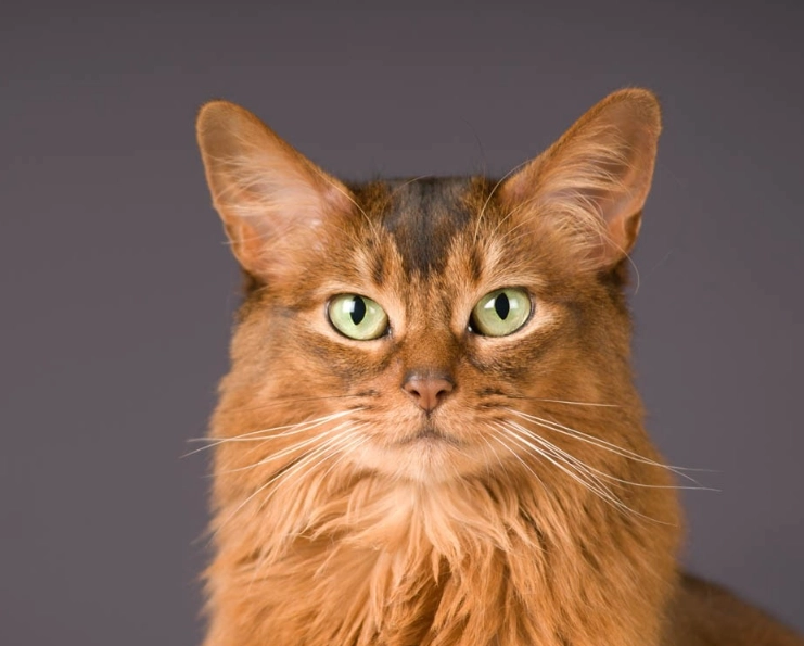 Somali cat personality Somali cat personality