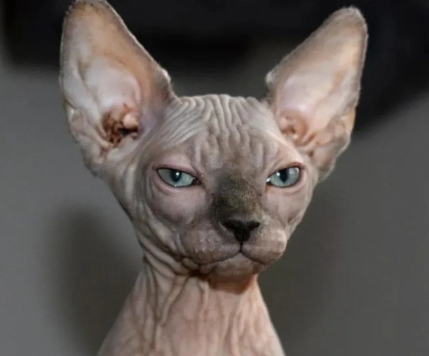sphynx cat care sphynx cat care