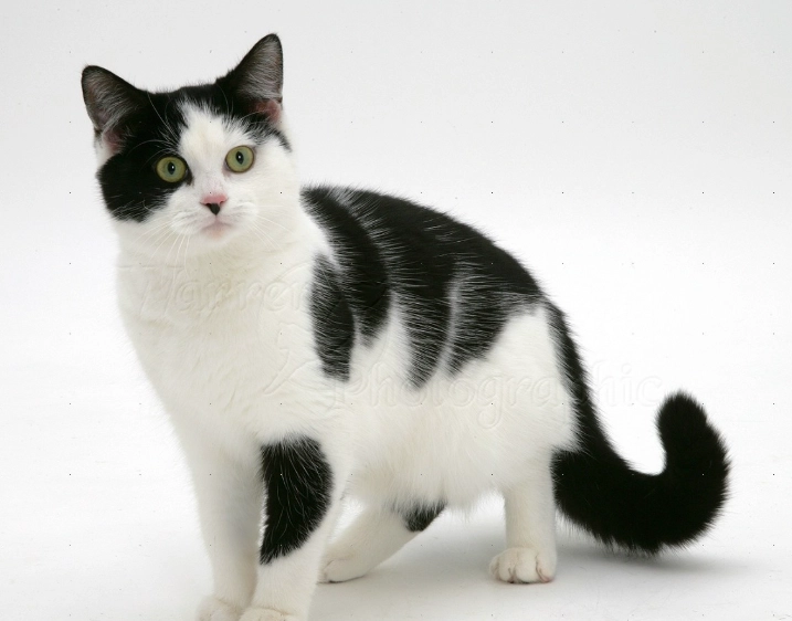black and white cat care