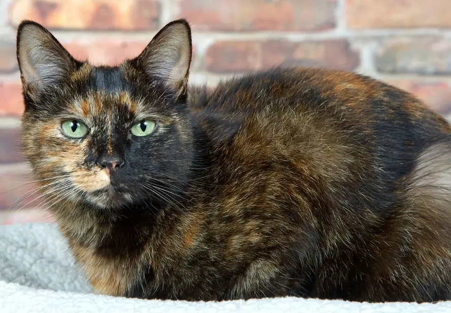 tortie cat personality