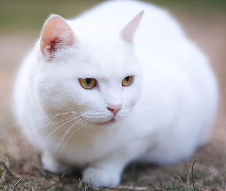 white cat health problems white cat health problems