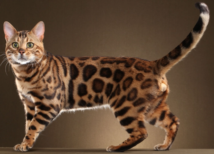 bengal cat personality bengal cat personality