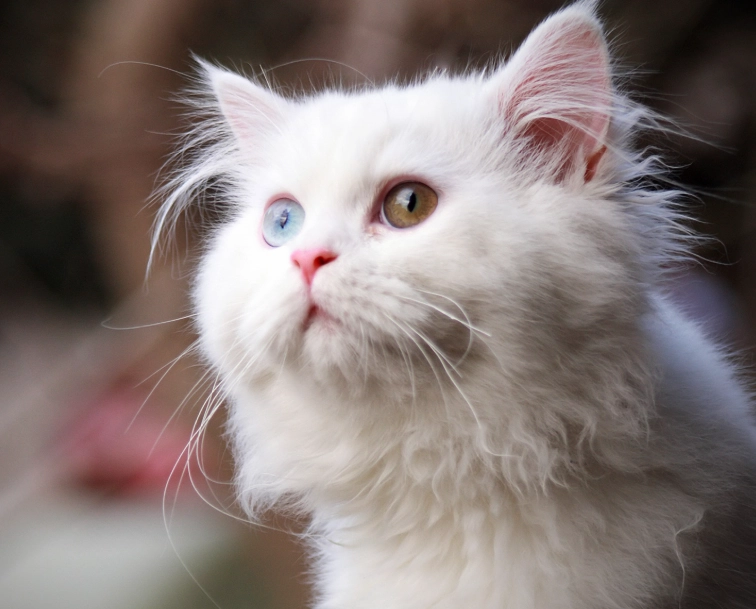 white cat grooming white cat grooming