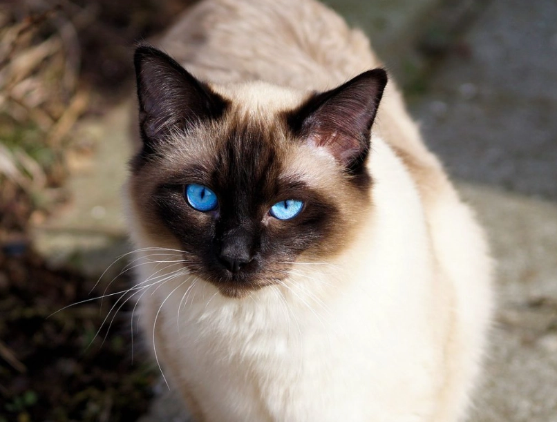 Siamese cat personality Siamese cat personality