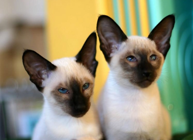 Siamese cat breed Siamese cat breed