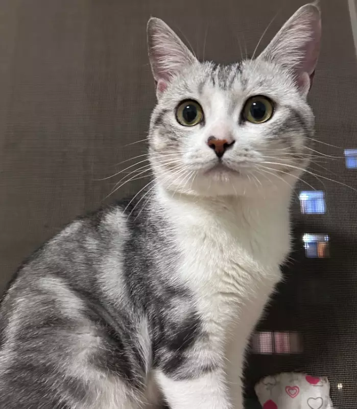 best tabby cat breed