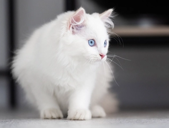 white cat personality white cat personality