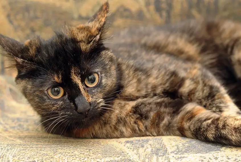 tortoiseshell cat care