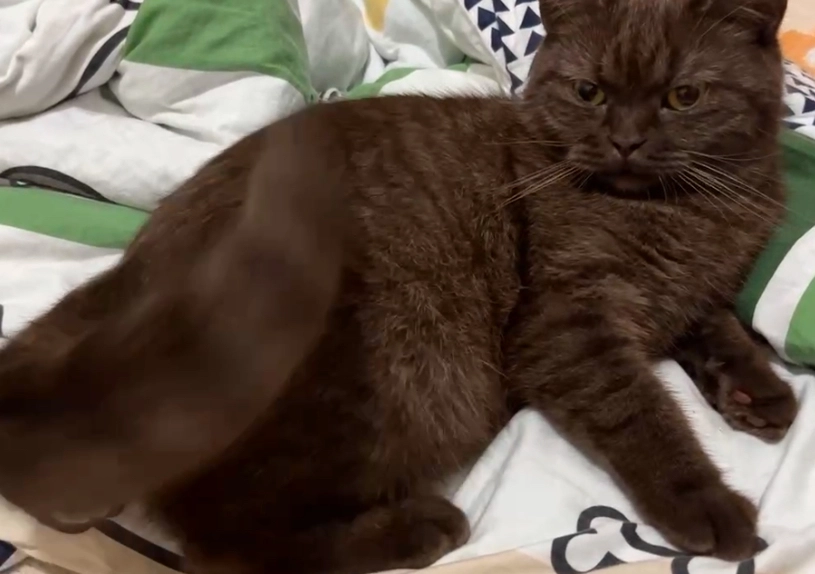 Chocolate brown cat breeds