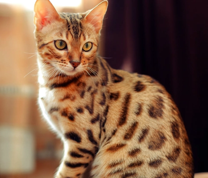 bengal cat personality