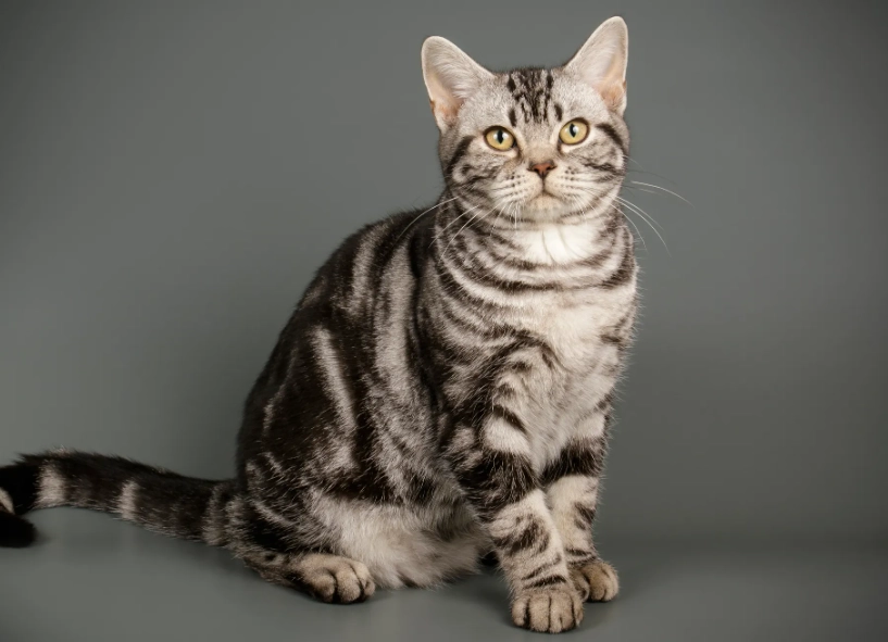 american shorthair personality american shorthair personality